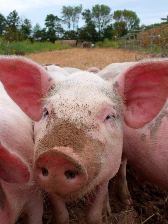 a group of pigs standing next to each other, a picture, renaissance, closeup on face, 1024x1024, istockphoto, my pov