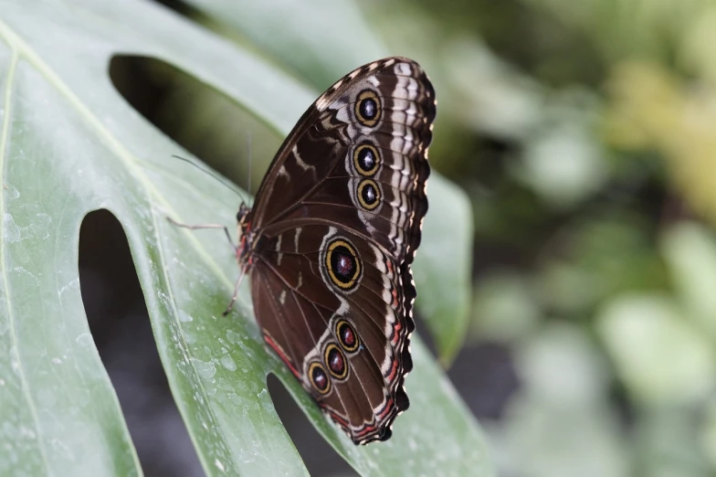 a close up of a butterfly on a leaf, hurufiyya, huge-eyed, 2 0 1 0 photo, wide shot photo