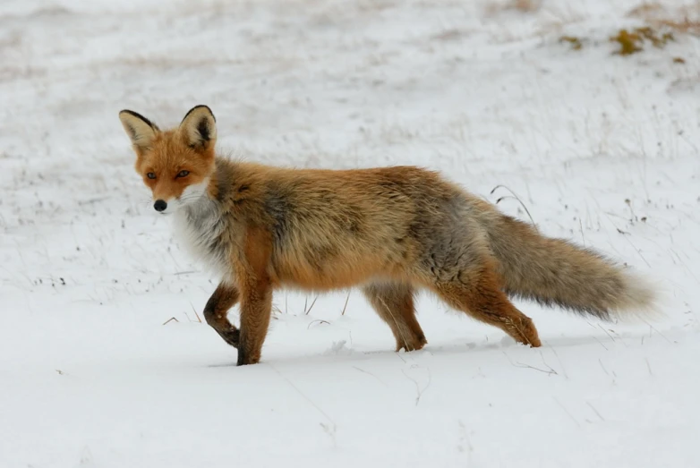 a fox walking across a snow covered field, a portrait, by Lorraine Fox, flickr, hurufiyya, tails worn, by greg rutkowski, mixed animal, sha xi