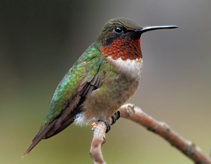 a hummingbird sitting on top of a tree branch, a portrait, by Robert Childress, flickr, red and green, photograph credit: ap, full body close-up shot, with a pointed chin