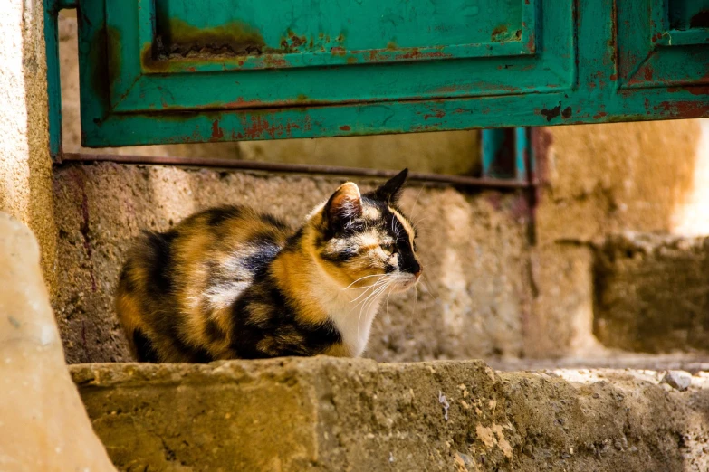 a cat that is sitting on some steps, by Zahari Zograf, agrigento, calico cat, leaning on the wall, close up photo