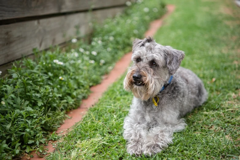 a dog that is laying down in the grass, a portrait, a silver haired mad, in a suburban backyard, tufty whiskers, 2 0 0 mm focus