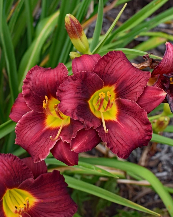 a group of red flowers with yellow centers, a portrait, rich deep pink, darker intense, frills, payne's grey and venetian red