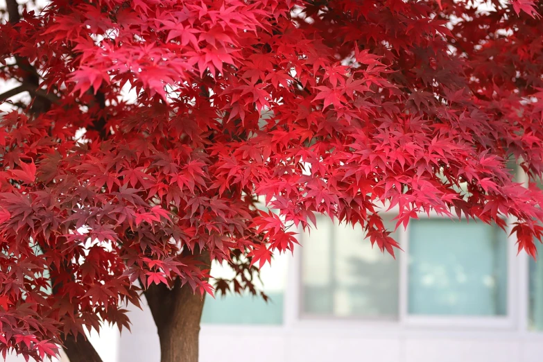 a tree with red leaves in front of a building, shutterstock, shin hanga, closeup photo, stock photo, very sharp and detailed photo, hong soonsang