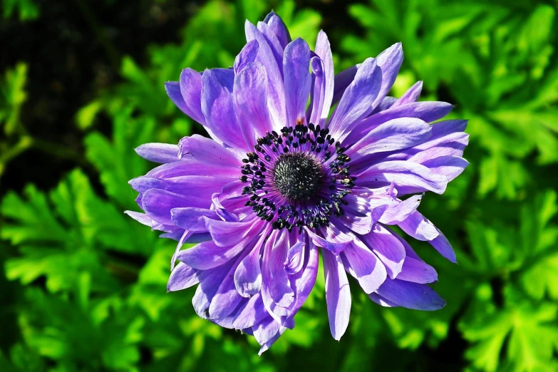 a close up of a purple flower with green leaves in the background, by Jim Nelson, flickr, anemone, black and blue and purple scheme, highly detailed saturated, beautiful sunny day