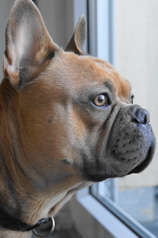 a close up of a dog looking out a window, a photo, by Maksimilijan Vanka, pexels, bauhaus, boxer, very very very realistic, french bulldog, finely detailed perfect face