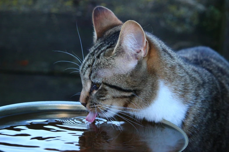 a cat drinking water from a metal bowl, by Jan Tengnagel, flickr, licking tongue, clear water, sienna, tom and jerry