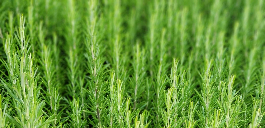 a close up of a bunch of green plants, inspired by Rosemary Allan, pixabay, in rows, 8k detail post processing, field background, highly detailed product photo