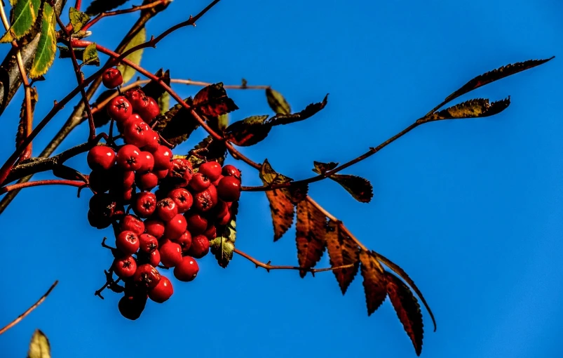 a close up of a bunch of berries on a tree, a photo, by Jan Rustem, romanticism, blue sky, red and black colors, autumn colours, rose