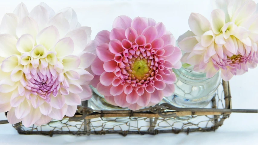 three pink and white flowers in a glass vase, by Susan Heidi, flickr, giant dahlia flower crown head, flower frame, closer view, etsy