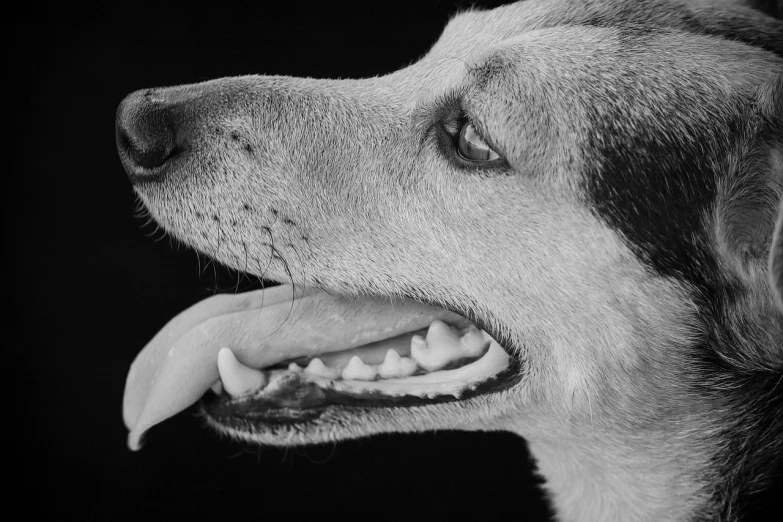 a close up of a dog with its mouth open, a stipple, inspired by Elke Vogelsang, pexels, photorealism, bw close - up profile face, dog teeth, anthropomorphic dog eating, husky dog