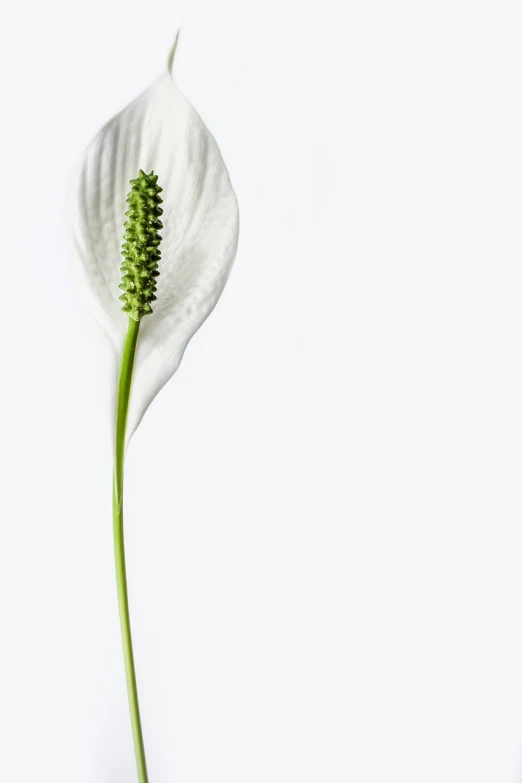 a white flower with a green stem on a white background, inspired by Carpoforo Tencalla, minimalism, miniature product photo, elaborate composition, still life of white xenomorph, product introduction photo