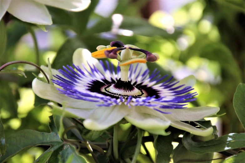 a close up of a flower on a tree, arabesque, passion flower, kiss, very sharp and detailed photo, indigo blooming flowers garden