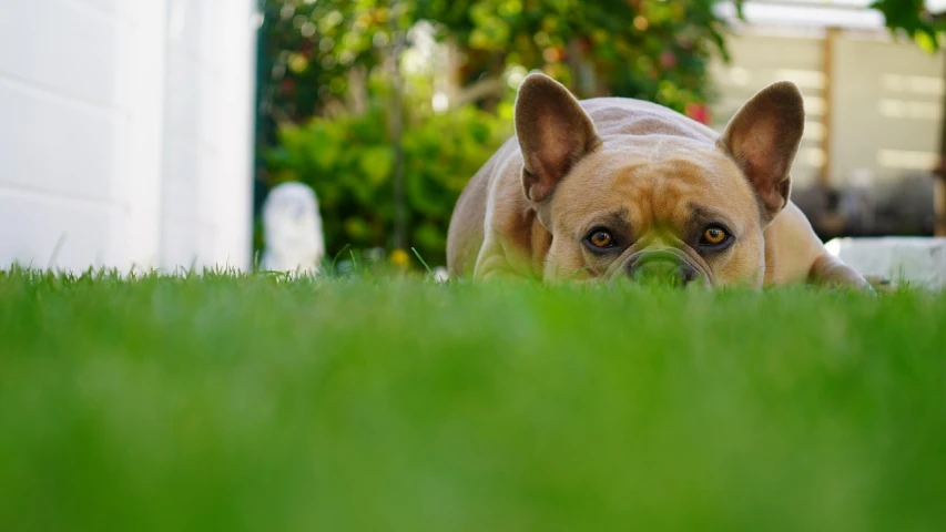 a dog that is laying down in the grass, a picture, by Etienne Delessert, pixabay contest winner, french bulldog, hiding, portrait shot 8 k, portrait of shrek