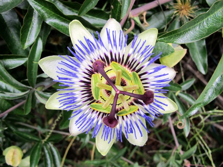 a close up of a flower on a plant, by Gwen Barnard, hurufiyya, passion flower, dominant wihte and blue colours, top view, wikimedia commons