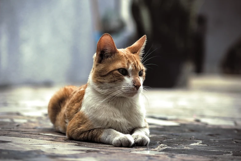 a cat that is laying down on the ground, by Basuki Abdullah, flickr, photorealism, fuji 5 0 r 3 5 mm, ginger cat, old male, stock photo