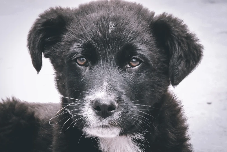 a black and white photo of a dog, by Matija Jama, unsplash, photorealism, kitten puppy teddy mix, closeup 4k, border collie, adoptables