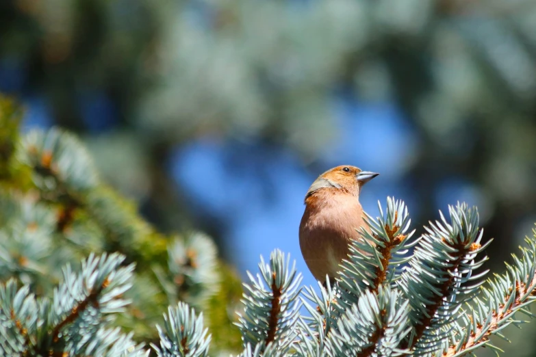 a bird perched on top of a pine tree, shutterstock, small blond goatee, 1/1250s at f/2.8, springtime morning, colorado