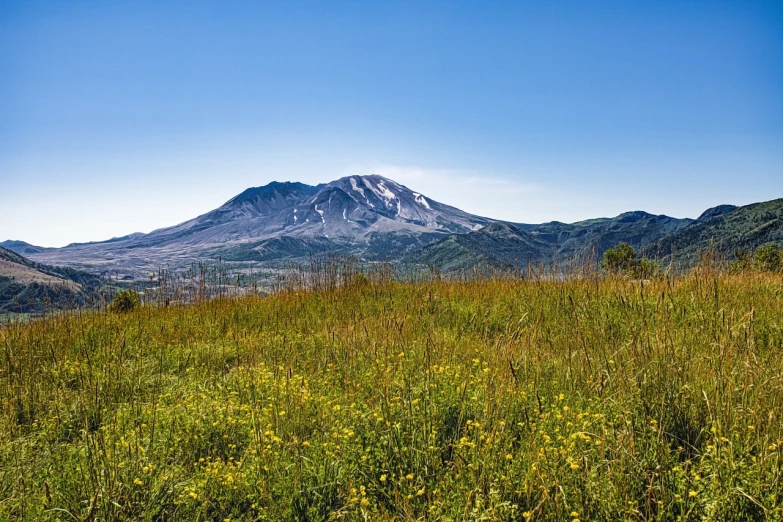 a field of yellow flowers with a mountain in the background, a picture, flickr, mingei, volcano background, bushy white beard, ultra wide-shot, taiga landscape