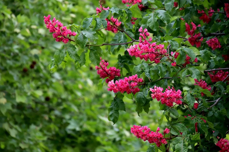 a close up of a bunch of flowers on a tree, by Thomas Tudor, shutterstock, hurufiyya, rain red color bleed, pink and green, sweet acacia trees, an illustration