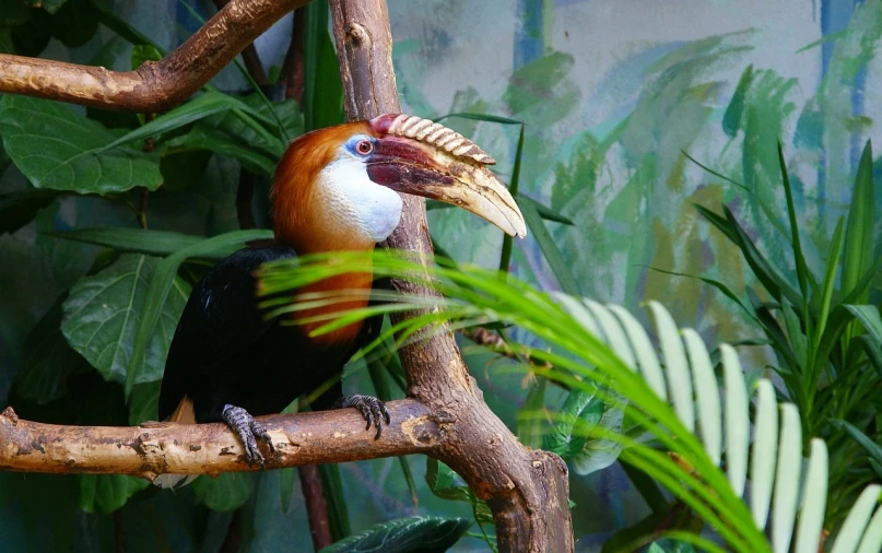 a close up of a bird on a tree branch, a photo, flickr, sumatraism, in the zoo exhibit, big beak, [ [ hyperrealistic ] ], kodak photo