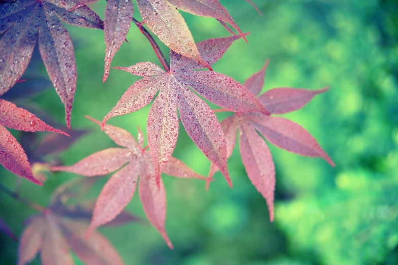 a close up of some leaves on a tree, a macro photograph, by Torii Kiyomasu II, sōsaku hanga, purple - tinted, after the rain, japanese maples, no gradients