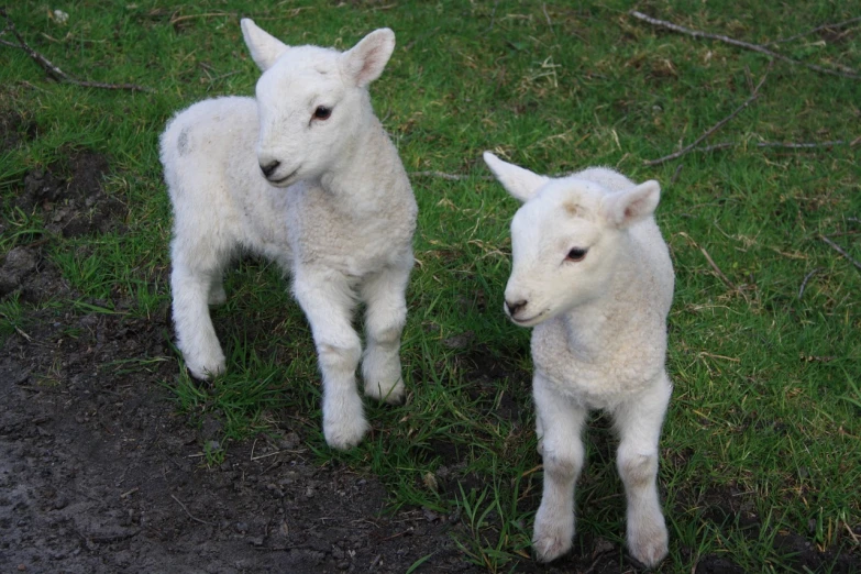 a couple of sheep standing on top of a lush green field, flickr, puppies, pale pointed ears, very intricate, tony roberts