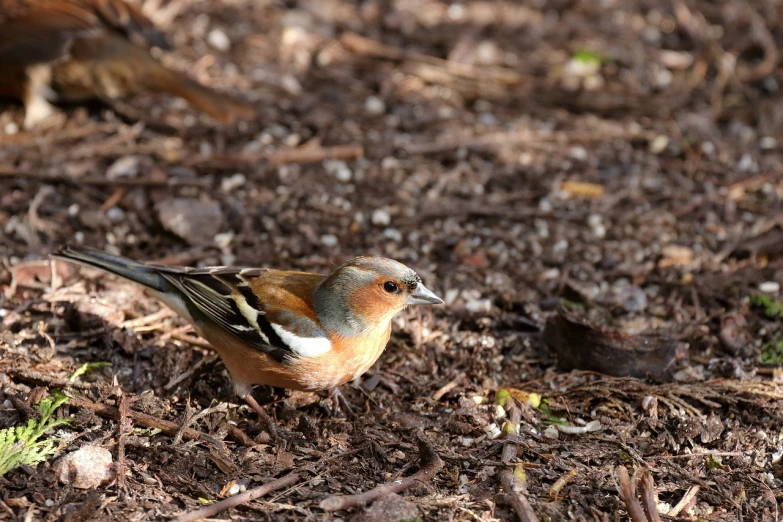 a small bird is standing on the ground, a photo, shutterstock, happening, imari, digging, highly realistic, in the garden