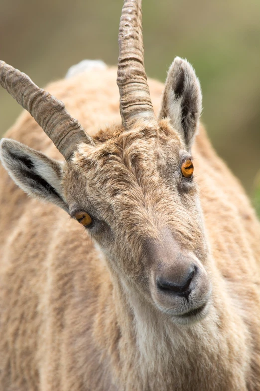 a close up of a goat with large horns, by Dietmar Damerau, shutterstock, eyes!, 4 k hd fur face!!!, ibex masters, pretty face!!