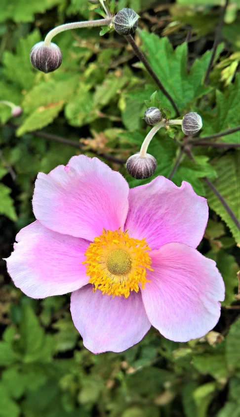 a close up of a pink flower with green leaves, by Phyllis Ginger, himalayan poppy flowers, nature magic, rose-brambles, gold flaked flowers