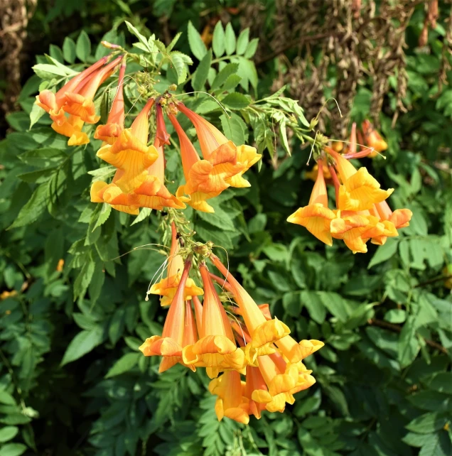 a close up of a plant with orange flowers, by Lorraine Fox, hurufiyya, angel's trumpet, full of yellow flowers flowers, acanthus, roadside