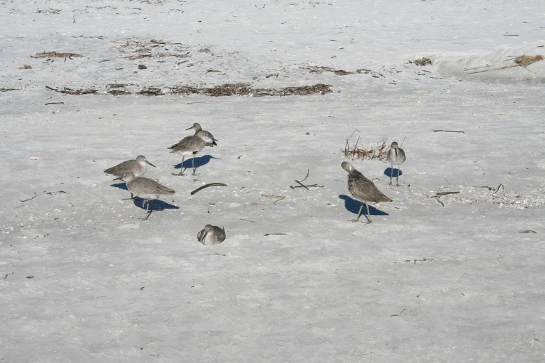 a flock of birds walking across a snow covered field, by Jim Nelson, flickr, large group of crabs and worms, on the beach at noonday, keys, electric cats that fly over ice
