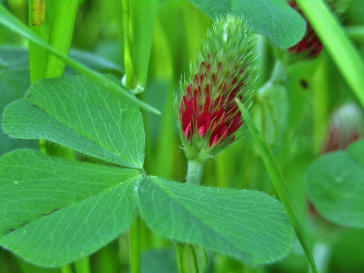 a close up of a flower in the grass, by Susan Heidi, flickr, hurufiyya, big nebula as clover, slightly red, flower buds, wild foliage