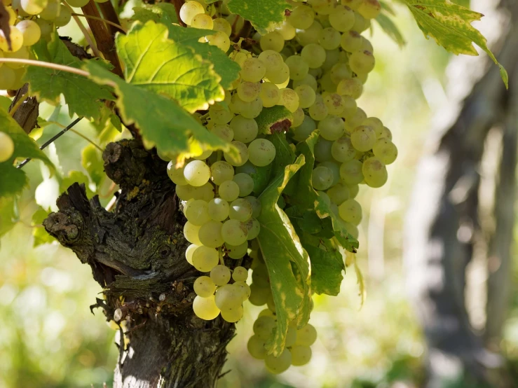 a close up of a bunch of grapes on a tree, a picture, by Karl Völker, shutterstock, figuration libre, whites, elaborate detail, detailed picture, in background