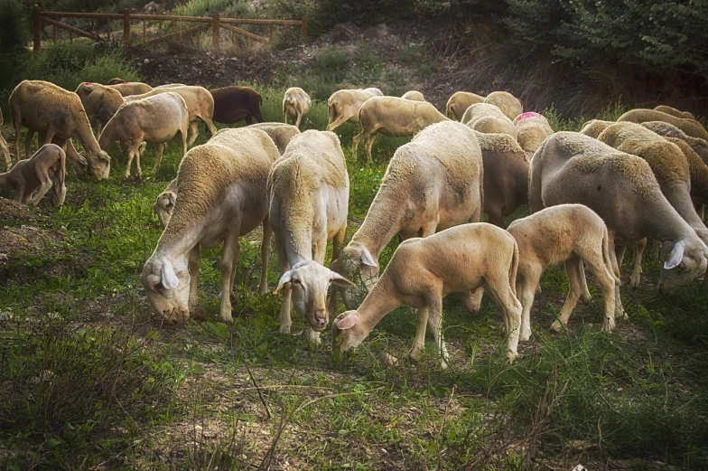 a herd of sheep grazing on a lush green field, a pastel, by Cindy Wright, pixabay, precisionism, agrigento, family dinner, tonemapped, working hard