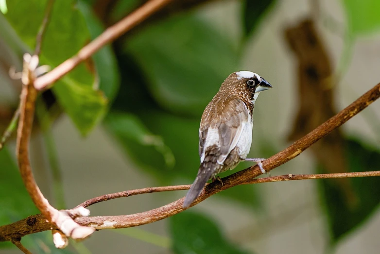 a small bird sitting on top of a tree branch, by Peter Churcher, flickr, mingei, jamaica, brown and white color scheme, rounded beak, malika favre