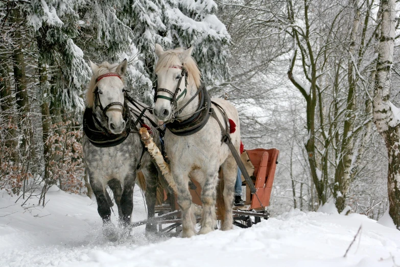 two horses pulling a sleigh in the snow, shutterstock, - h 1 0 2 4, german forest, 2 0 1 0 photo, ornately dressed