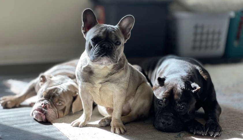 two dogs laying next to each other on the floor, a portrait, by Tom Wänerstrand, unsplash, photorealism, french bulldog, trio, taken on iphone 1 3 pro, sunlight glistening