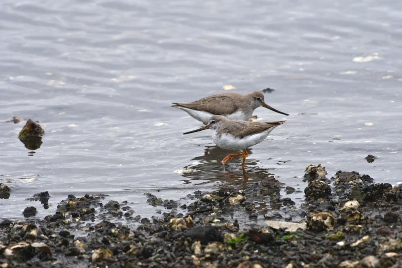 a couple of birds that are standing in the water, by Dave Allsop, flickr, cornwall, copper pipers, dull, 2 colours