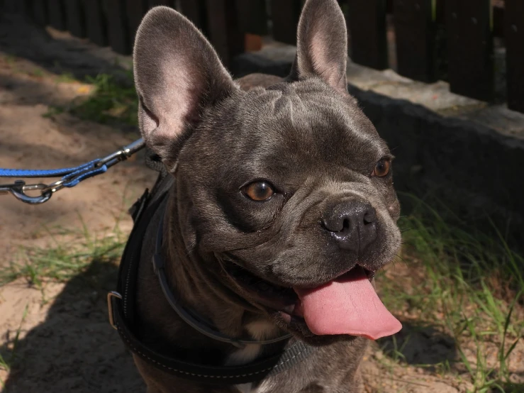 a close up of a dog on a leash, a portrait, by Robert Zünd, shutterstock, french bulldog, having fun in the sun, deep colour\'s, taken with my nikon d 3