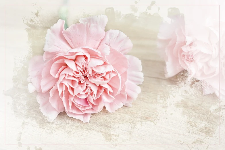 a couple of pink flowers sitting on top of a table, by Rhea Carmi, trending on pixabay, romanticism, giant carnation flower as a head, pastel faded effect, stained”, banner