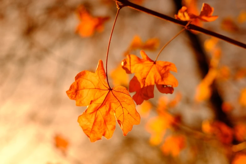 a close up of a leaf on a tree branch, shutterstock, romanticism, orange sky, atmospheric ”, autumn maples, atmospheric”