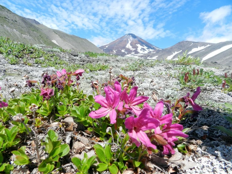 a field of flowers with a mountain in the background, a photo, in an arctic forest, desert flowers, clematis like stars in the sky, time to climb the mountain path