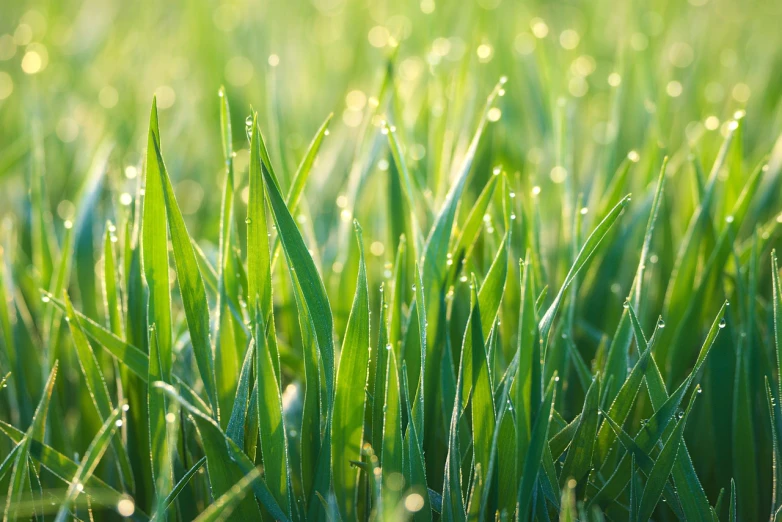 a field of grass with water droplets on it, by Richard Carline, gardening, spring early morning, its name is greeny, high grain