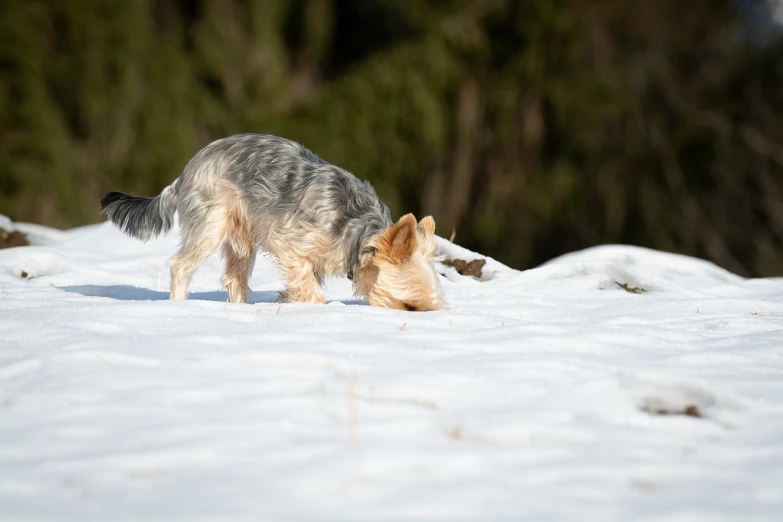 a dog that is standing in the snow, figuration libre, sneaking, yorkshire terrier, high resolution photo, springtime