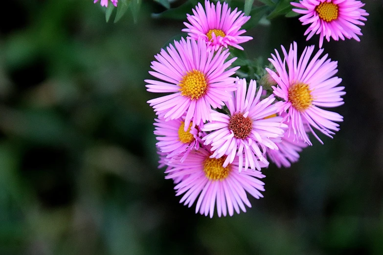 a close up of a bunch of pink flowers, by Stefan Gierowski, chamomile, beautiful flower, purple foliage, autumn