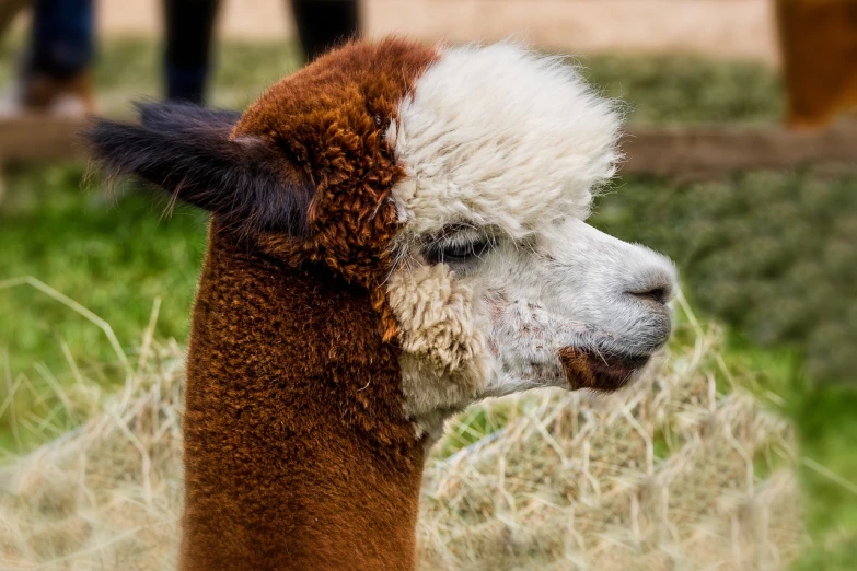a close up of a brown and white llama, big red afro, very sharp and detailed photo, a bald, high res photo