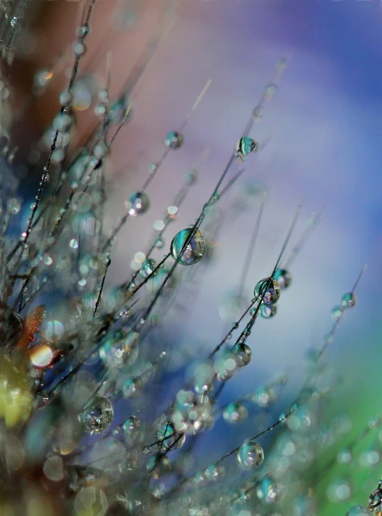 a bunch of water droplets sitting on top of a plant, by Marie Bashkirtseff, flickr, art photography, ethereal rainbow nimbus, gypsophila, crystal forest, pastels colors