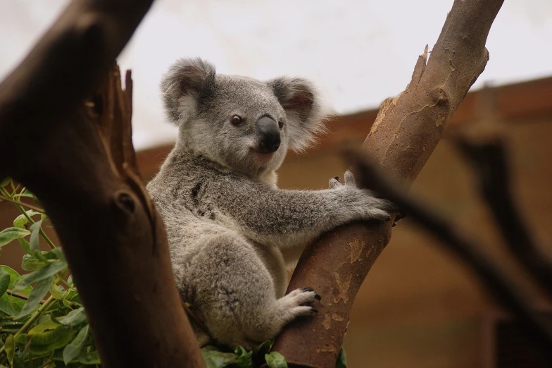 a koala sitting on top of a tree branch, pexels, wikimedia, 2011, cuddly fur, molten