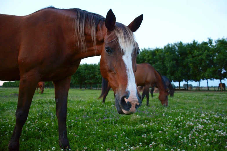 a brown horse standing on top of a lush green field, a portrait, summer evening, 4 k photo, with a white muzzle, low angle photo